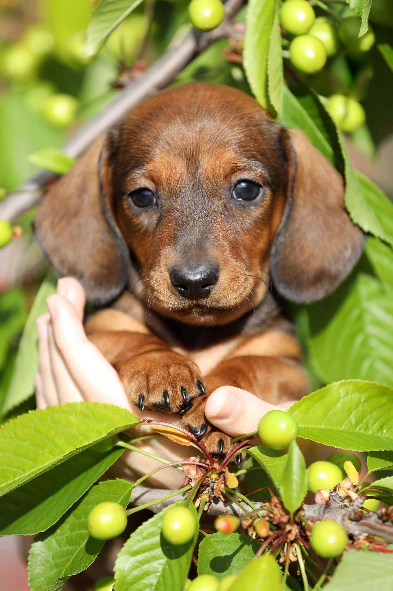 dachshund hong kong, buy puppy hong kong, puppy for sale hong kong, buy dog hong kong, dog for sale hong kong