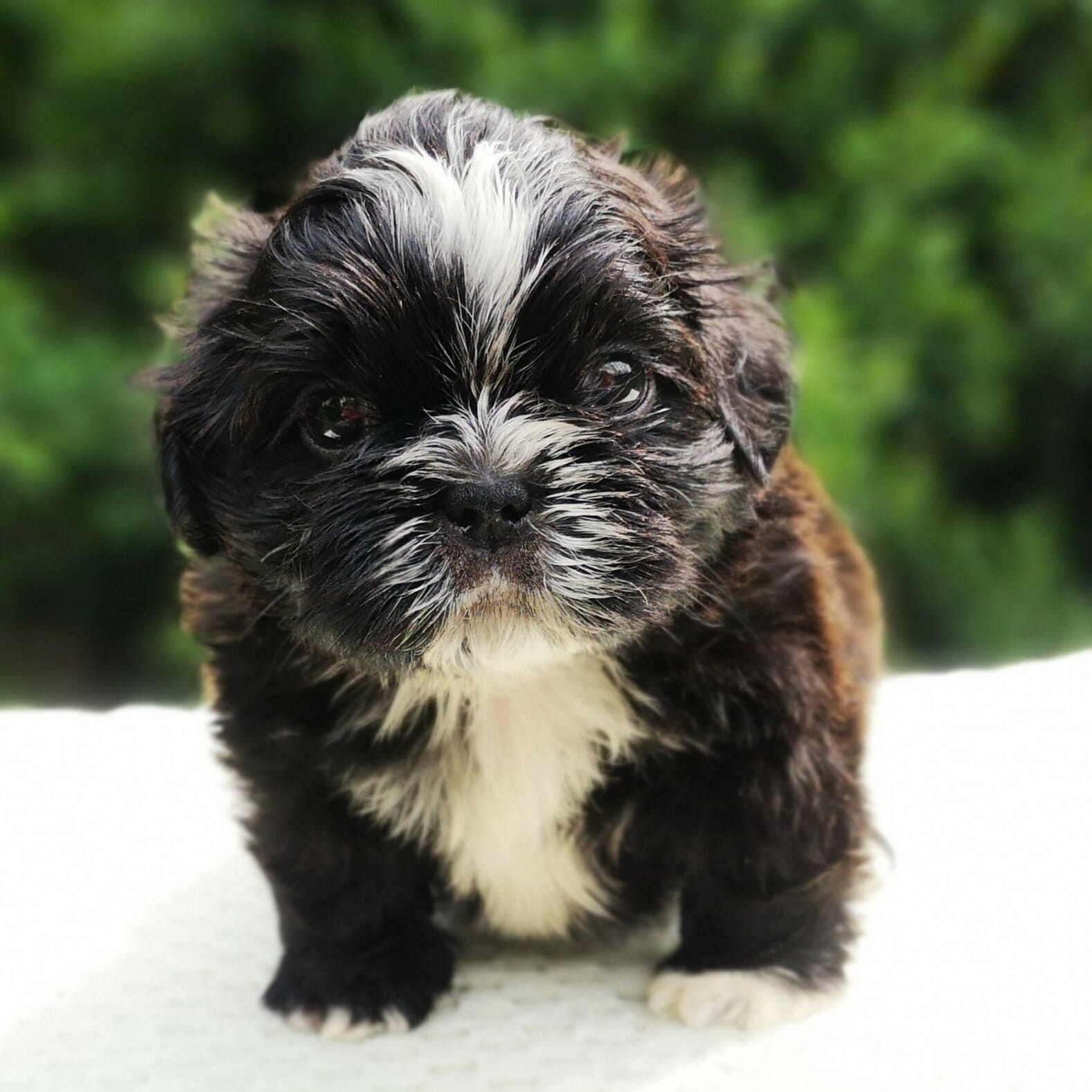 shih tzu hong kong, puppy for sale hong kong, buy puppy hong kong, dog for sale hong kong, buy dog hong kong