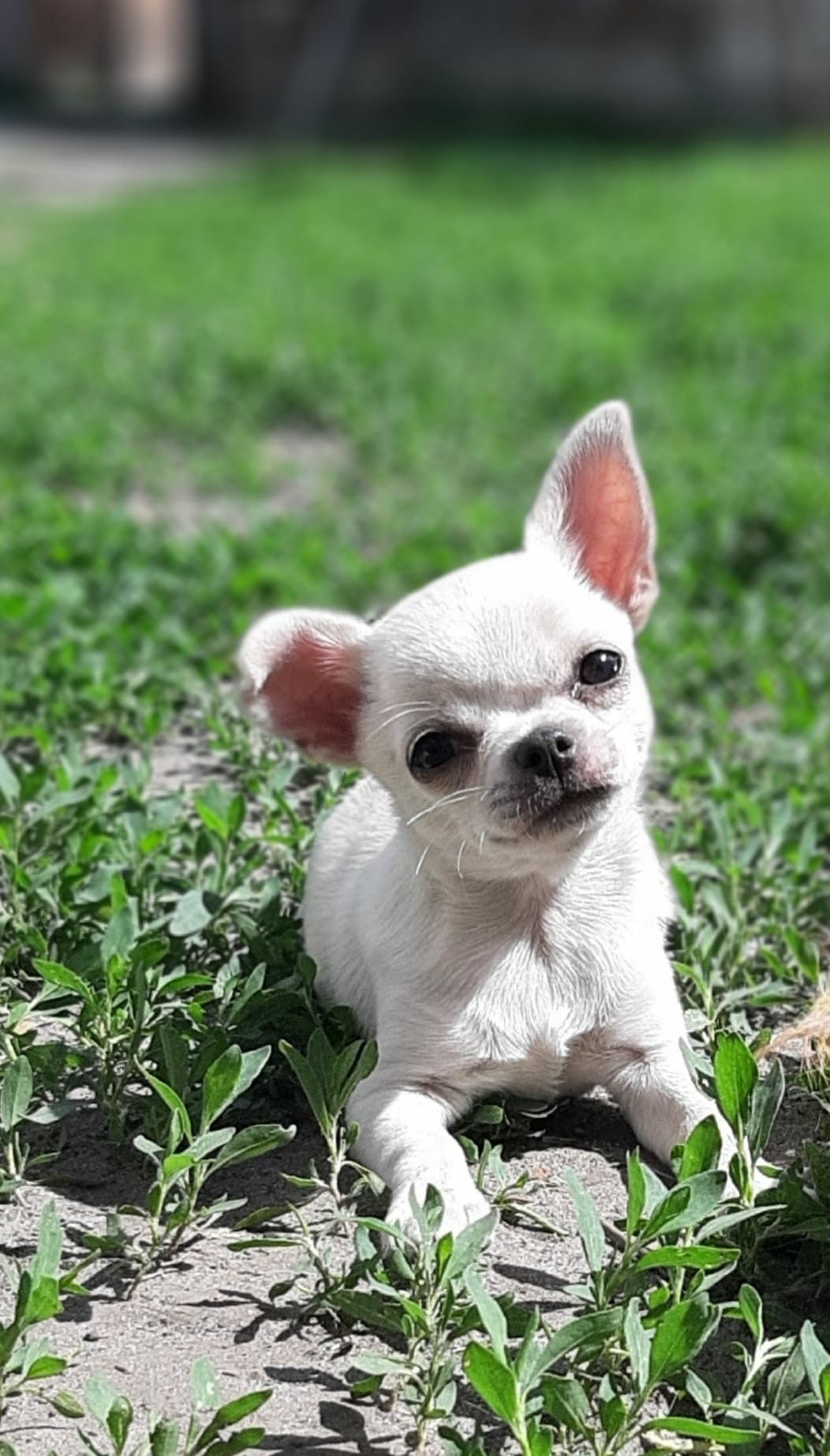 chihuahua Abu Dhabi, puppy for sale Abu Dhabi, dog for sale Abu dhabi, buy a puppy abu dhabi, buy a dog abu dhabi
