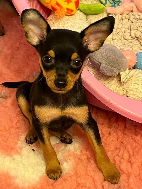 Koko Prague Ratter Koko Prague Ratter