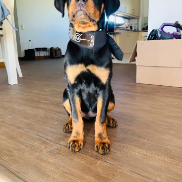 female rottweiler puppy