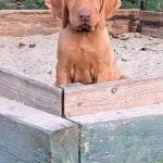 Tel-male-hungarian-vizsla-puppy-for-sale01