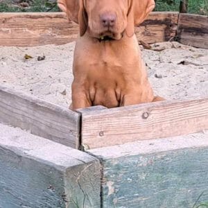 Tel Hungarian Vizsla Tel Hungarian Vizsla
