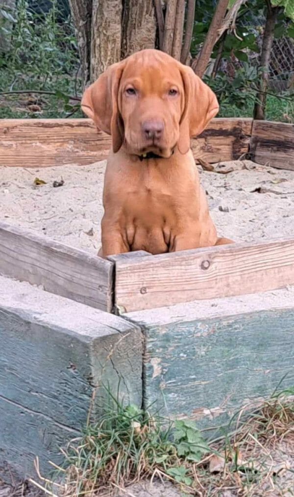 Tel Hungarian Vizsla