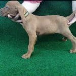 Tel-male-hungarian-vizsla-puppy-for-sale02