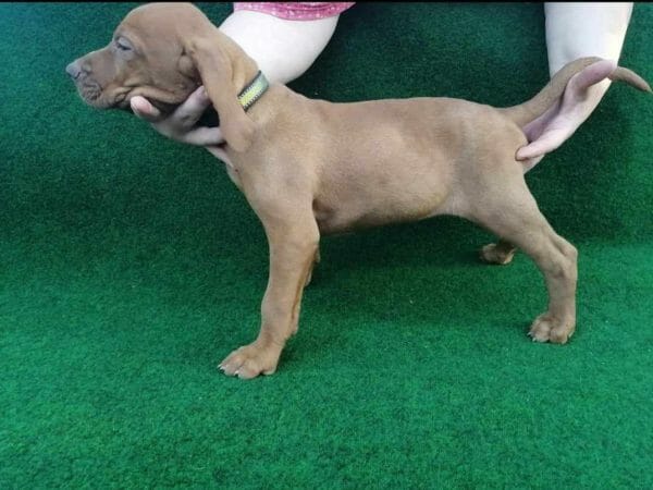 Tel Hungarian Vizsla