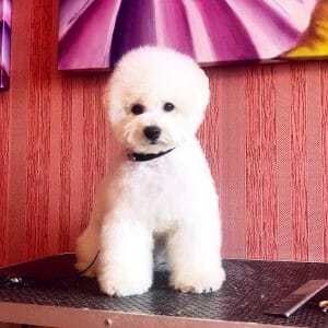 BichonFrise4
