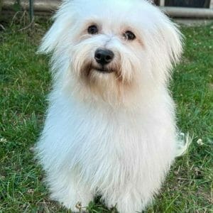 Fussel-male-coton-de-tulear-puppy-for-sale03-778x1024
