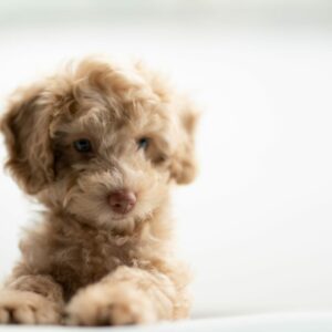 wai-siew--AYS6hFdp7U-unsplash