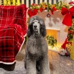 Archibald-male-standard-poodle-puppy-for-sale01