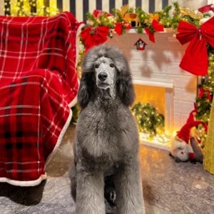 Archibald Standard Poodle