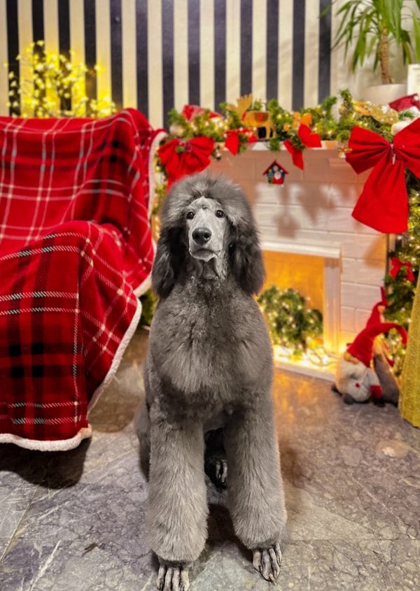 Archibald Standard Poodle Archibald Standard Poodle