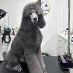 Archibald-male-standard-poodle-puppy-for-sale02