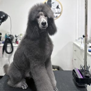 Archibald Standard Poodle