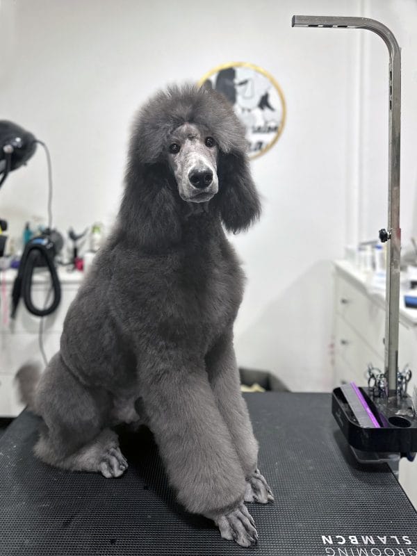 Archibald Standard Poodle Archibald Standard Poodle