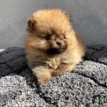 Azura-female-german-spitz-puppy-for-sale01
