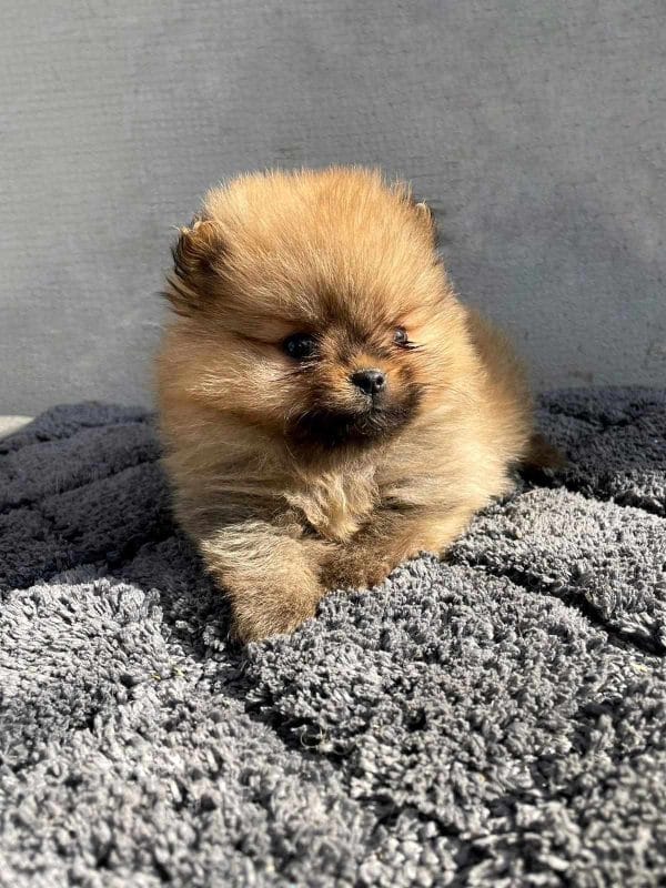 Azura German Spitz Azura German Spitz