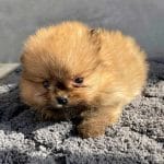 Azura-female-german-spitz-puppy-for-sale02