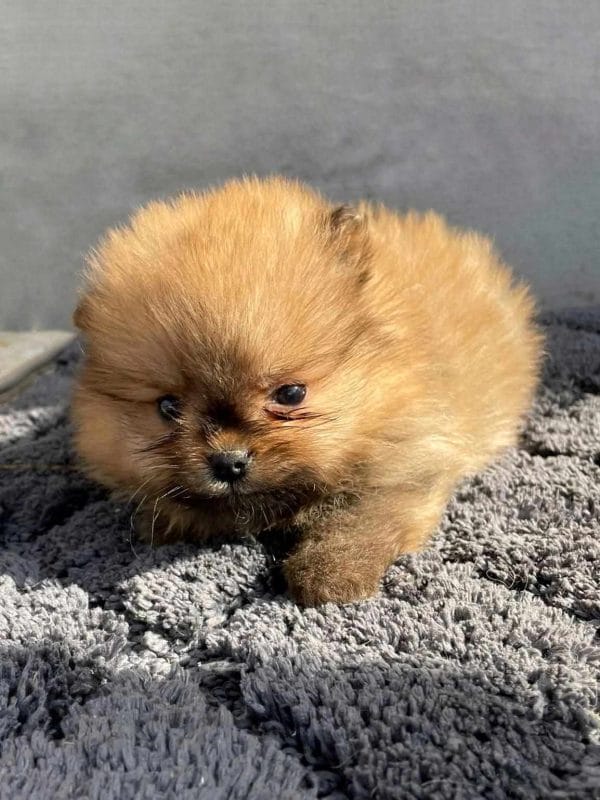 Azura German Spitz Azura German Spitz