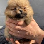 Azura-female-german-spitz-puppy-for-sale03