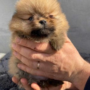 Azura German Spitz