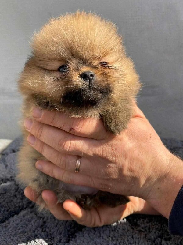 Azura German Spitz Azura German Spitz