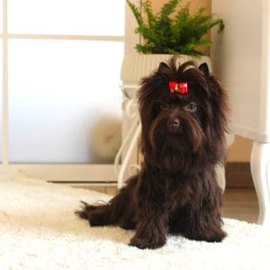 Barney Yorkshire Terrier Barney Yorkshire Terrier