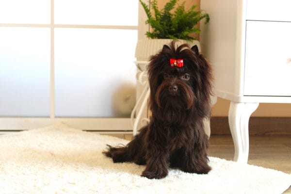 Barney Yorkshire Terrier