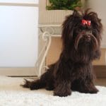 Barney-male-Yorkshire-Terrier-puppy-for-sale-2