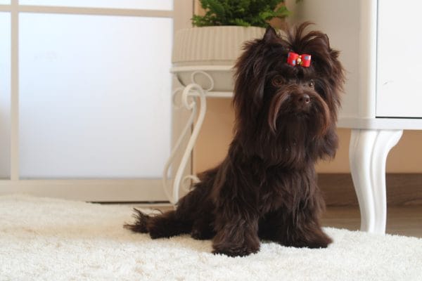 Barney Yorkshire Terrier