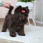 Barney-male-Yorkshire-Terrier-puppy-for-sale-3