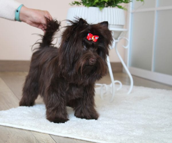 Barney Yorkshire Terrier