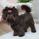 Lilianna Yorkshire Terrier