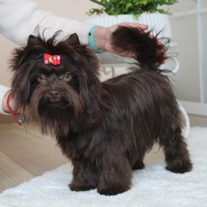 Barney Yorkshire Terrier Barney Yorkshire Terrier