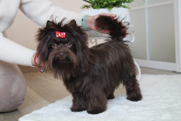 Barney Yorkshire Terrier