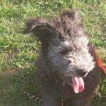 Cooper-male-pumi-puppy-for-sale01