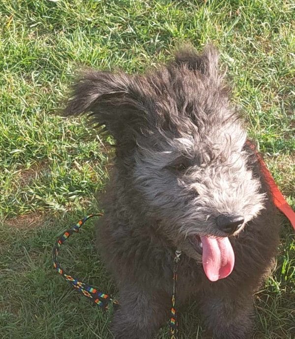 Cooper Pumi Cooper Pumi