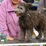 Cooper-male-pumi-puppy-for-sale02