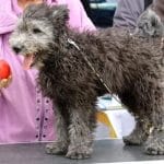 Cooper-male-pumi-puppy-for-sale03