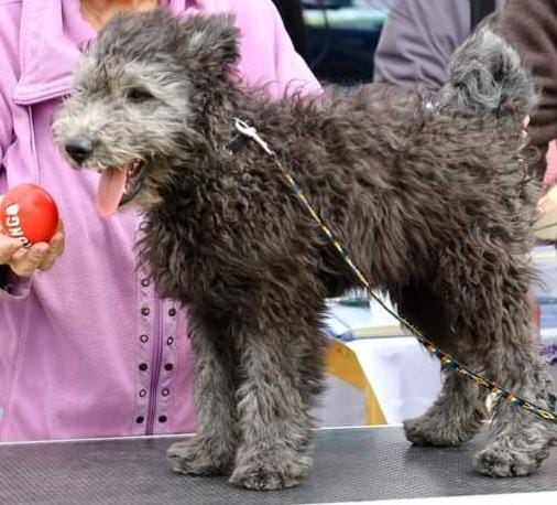 Cooper Pumi Cooper Pumi