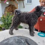Cooper-male-pumi-puppy-for-sale04