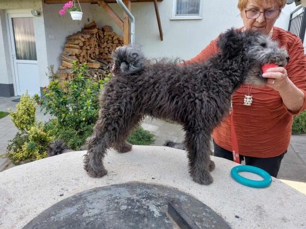 Cooper Pumi Cooper Pumi