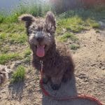 Cooper-male-pumi-puppy-for-sale05