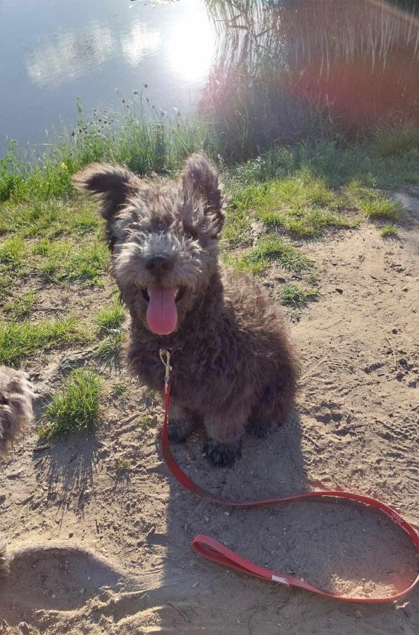 Cooper Pumi Cooper Pumi