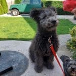 Cooper-male-pumi-puppy-for-sale06