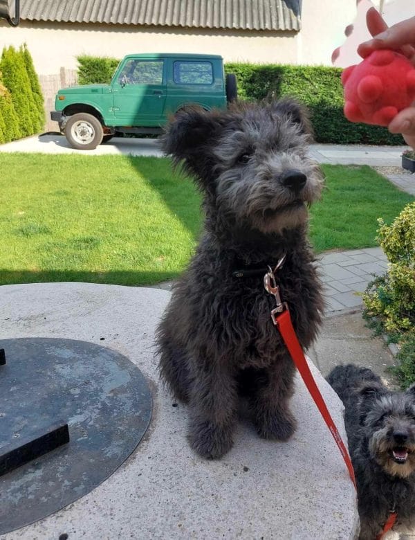 Cooper Pumi Cooper Pumi