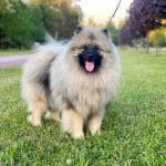 Heyvard-male-Keeshond-Wolf-Spitz-puppy-for-sale- (1)