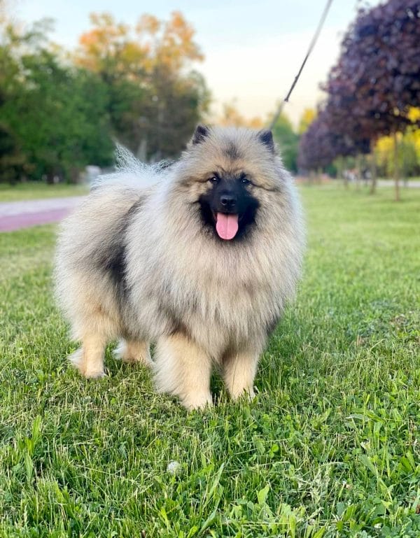 Heyvard Keeshond Wolf Spitz Heyvard Keeshond Wolf Spitz