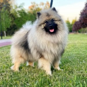 Heyvard Keeshond Wolf Spitz Heyvard Keeshond Wolf Spitz