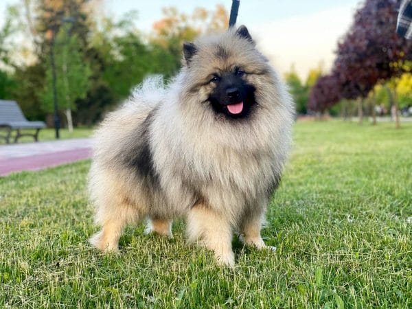 Heyvard Keeshond Wolf Spitz Heyvard Keeshond Wolf Spitz